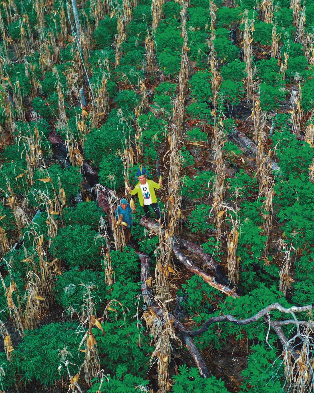 Pesquisadores indígenas percorrem uma área de floresta observando transformações no território