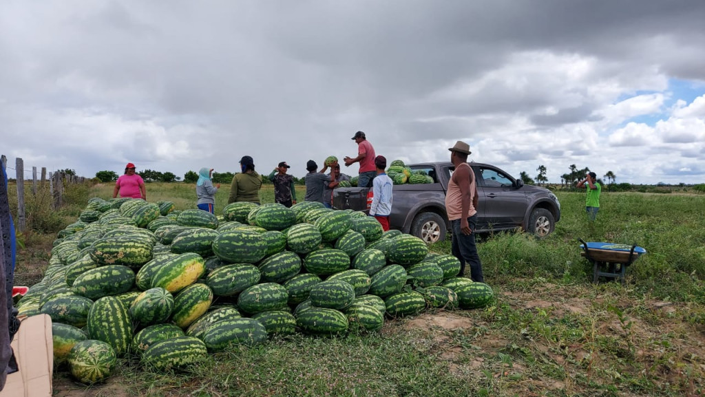 Comunidade Jabuti realiza colheita de 50 Toneladas de melancia orgânica