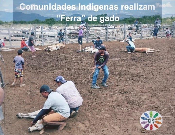 Comunidades Indígenas realizam “Ferra” de gado