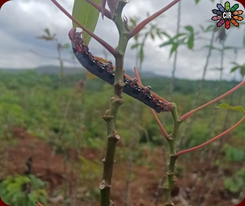 INFESTAÇÃO DE LAGARTAS AMEAÇA ROÇAS NAS COMUNIDADES INDÍGENAS EM RORAIMA