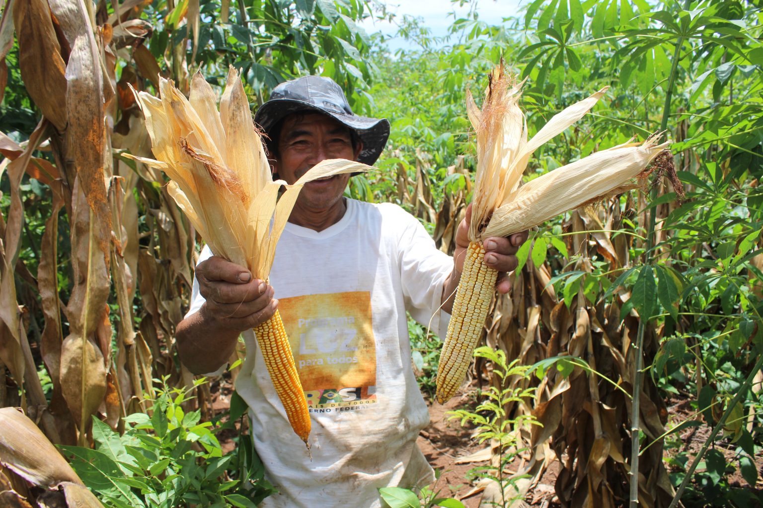 Seu Justino em sua roça de milho e mandioca.