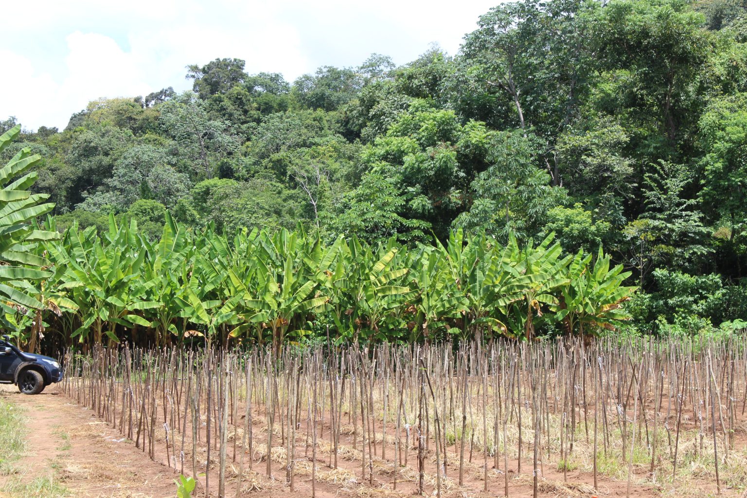 Área preparada para plantio de tomates. Plantação de bananas ao fundo.