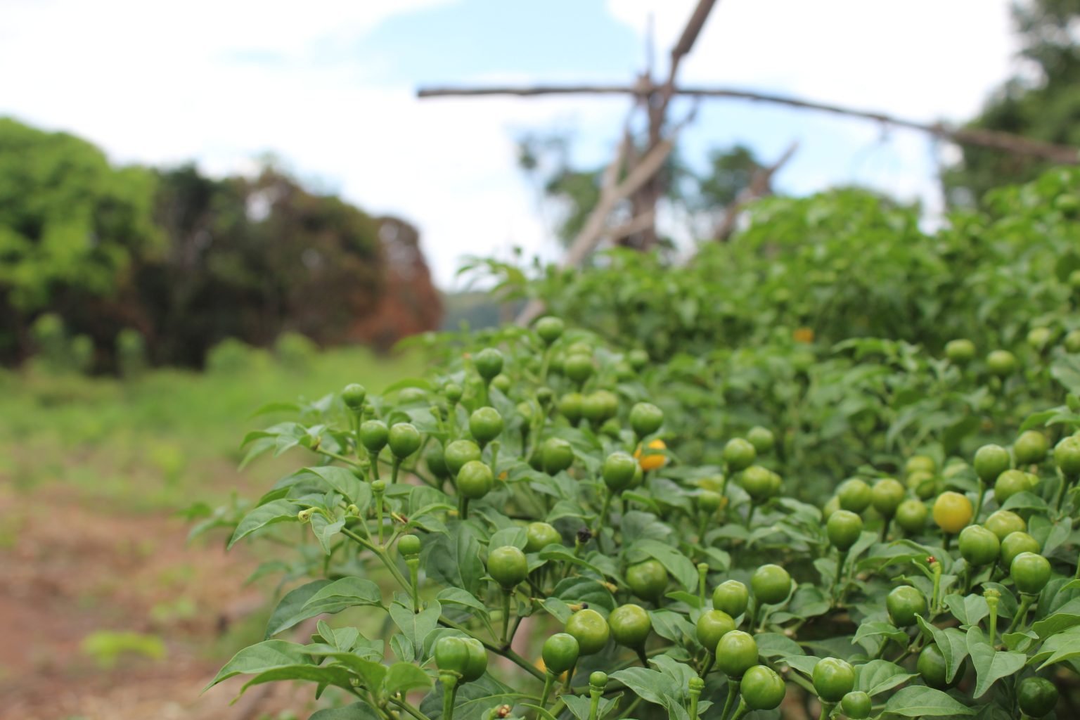 Pimentas Comunidade Serra da Moça.