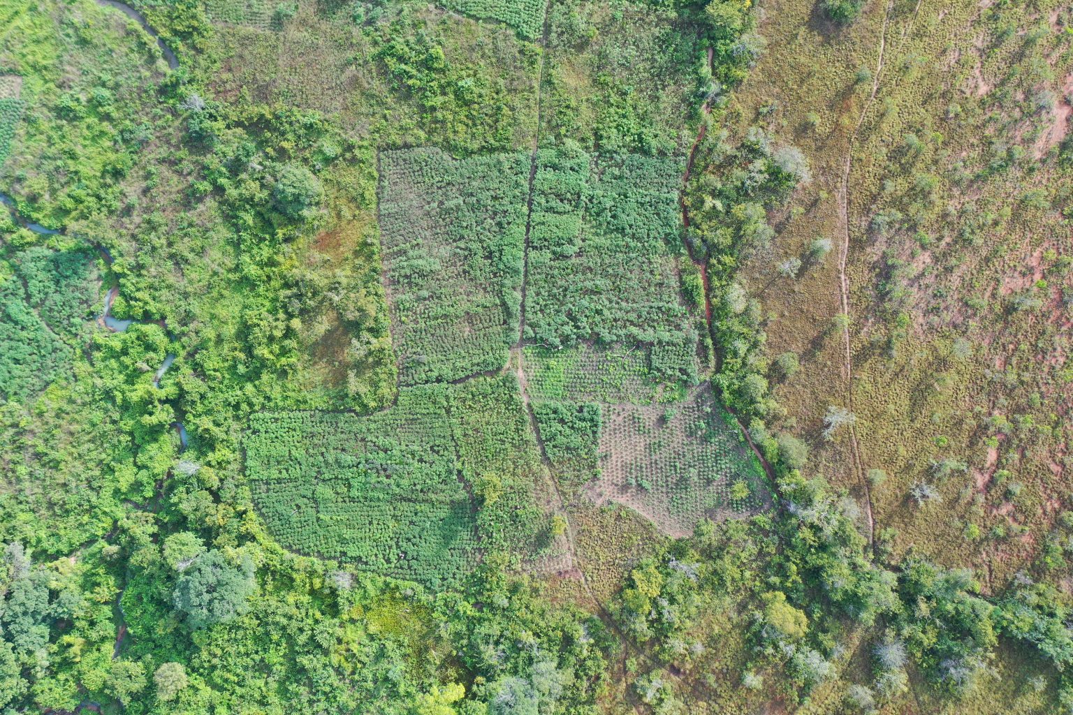Vista aérea (Drone)/ Roça comunitária Comunidades Tesu vermelho e Tesu do Gavião