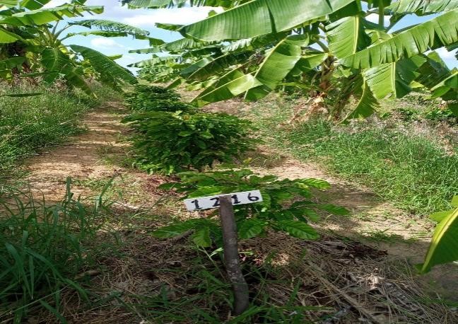 Sistema Agroflorestal eucalipto, murici, cupuaçú e ervas medicinais. Foto: DGTA/CIR