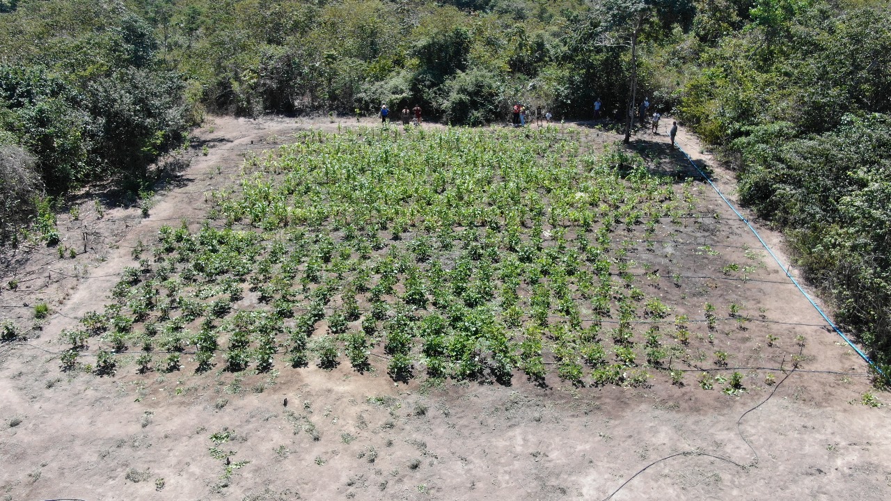 Plantação de Feijão - (Foto: Ascom/CIR)